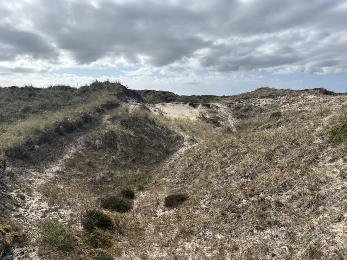 Marens Bakke i Thy skal skabe bedre natur og mere sammenhæng i Danmarks vildmark. Det giver truede og sjældne dyr og planter flere levesteder som en del af Naturalliance Thy-Han Herred.