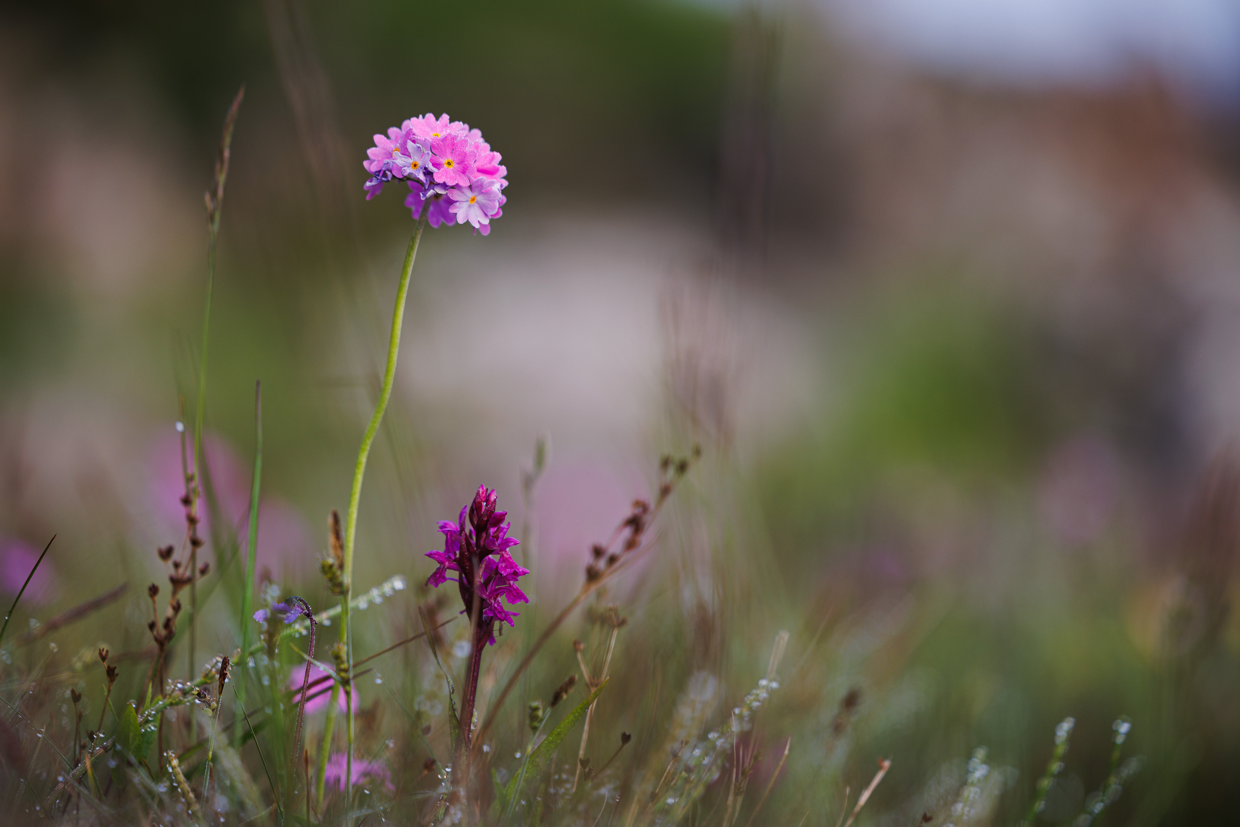 Bestanden af vilde planter som den truede melet kodriver og orkidéen maj-gøgeurt beskyttes for altid og får endda flere og bedre levesteder mellem klipperne. Foto: Jesper Edvardsen.