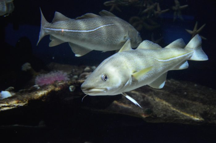 Et nyt samarbejde mellem Havnaturfonden og Den Danske Naturfond giver nu et markant løft til indsatsen for at genoprette og styrke livet i de danske kystvande.