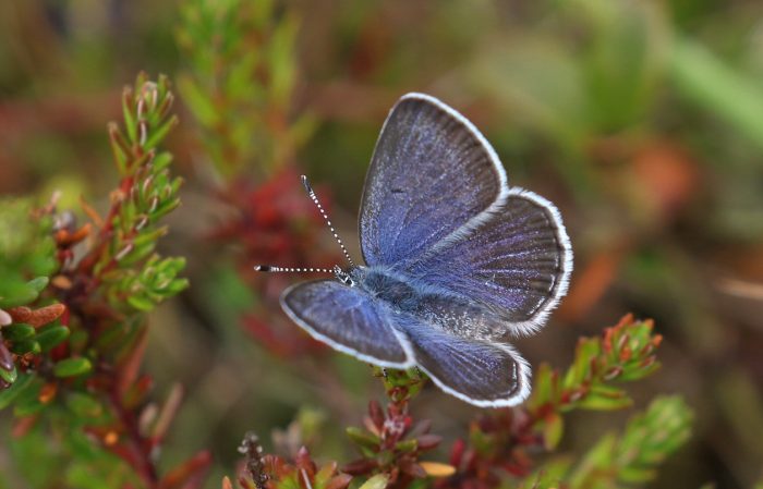 Den truede sommerfugl bølleblåfugl er vendt tilbage til naturområdet Hals Mose i Nordjylland efter en stor naturgenopretning.