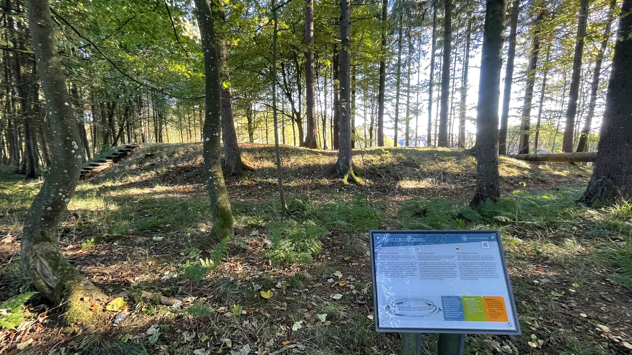 Før rydning ved Troldborg Ring i Engelsholm Sønderskov i Vejle Ådal. Foto: Ole Wisler/Vejle Kommune