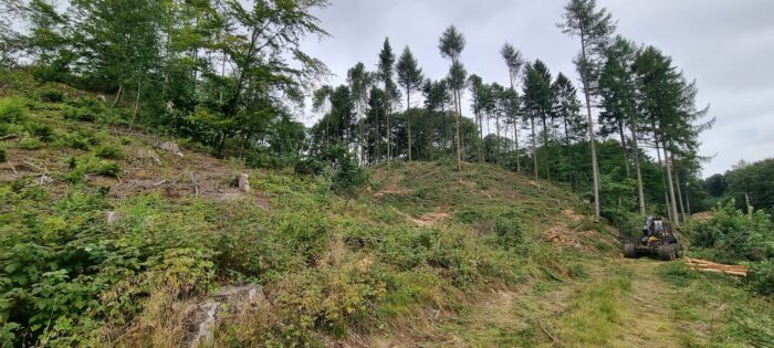 Mere lys til skovens planter og bedre udsigt over Vejle Ådal efter rydning ved Troldborg Ring i Engelsholm Sønderskov i Vejle Ådal. Foto: Ole Wisler/Vejle Kommune