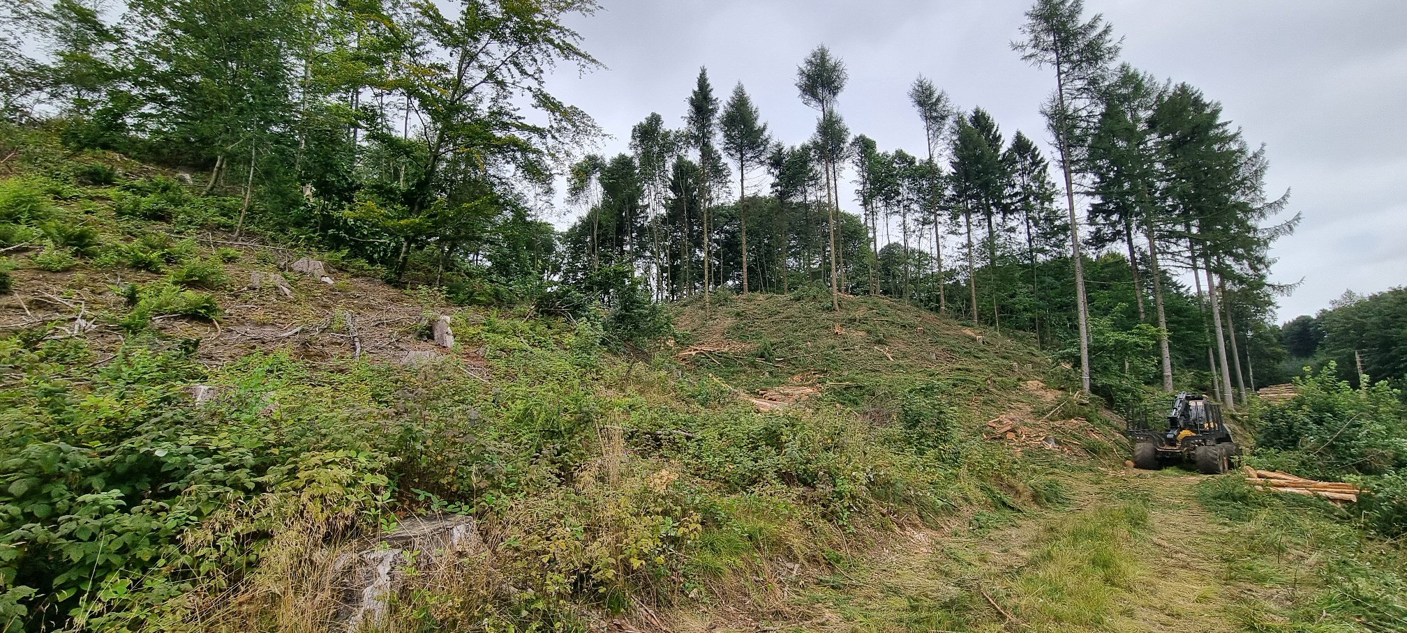 Mere lys til skovens planter og bedre udsigt over Vejle Ådal efter rydning ved Troldborg Ring i Engelsholm Sønderskov i Vejle Ådal. Foto: Ole Wisler/Vejle Kommune