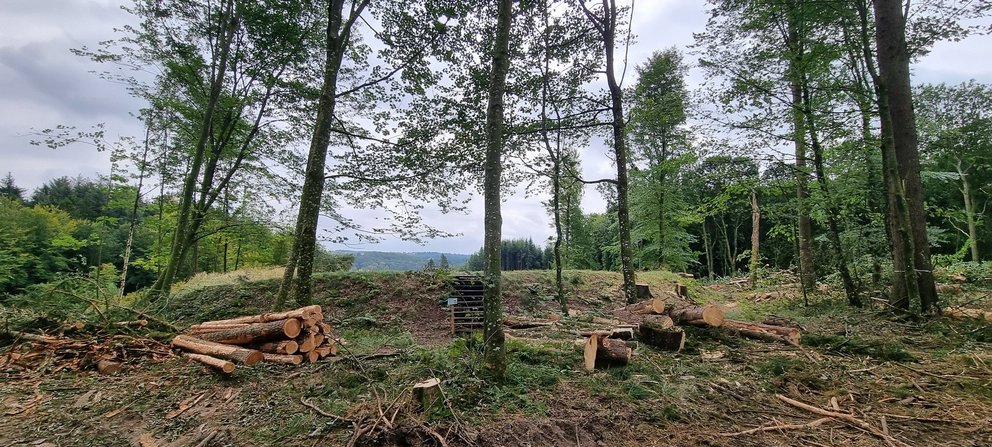 Efter rydning ved Troldborg Ring i Engelsholm Sønderskov i Vejle Ådal. Foto: Ole Wisler/Vejle Kommune
