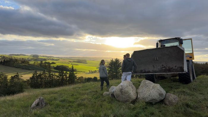 Det er godt for biodiversiteten, når store marksten vender tilbage til landskabet på Mors i det nordvestlige Jylland med støtte fra Naturfonden.