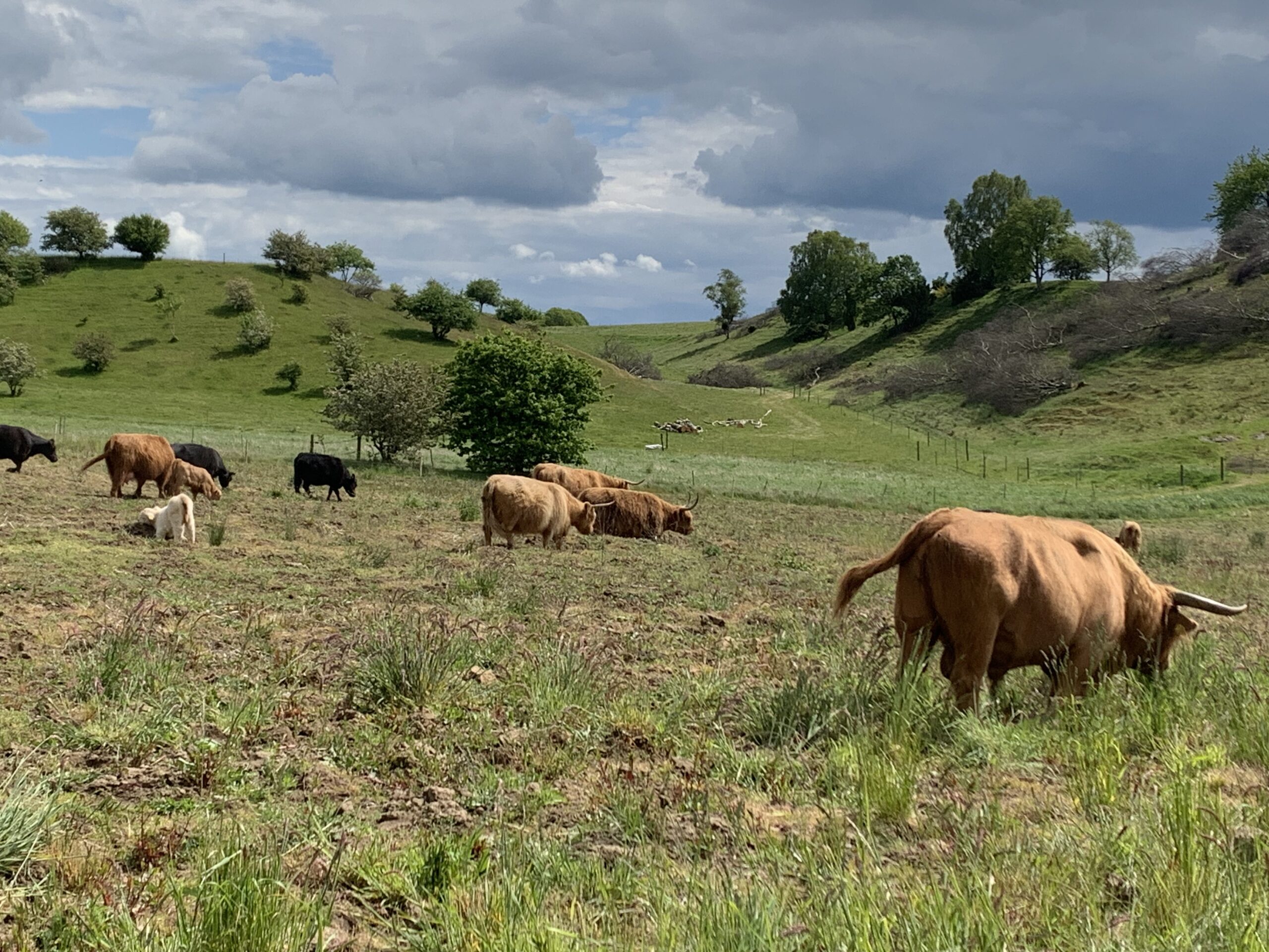 Natur Læsten Bakker