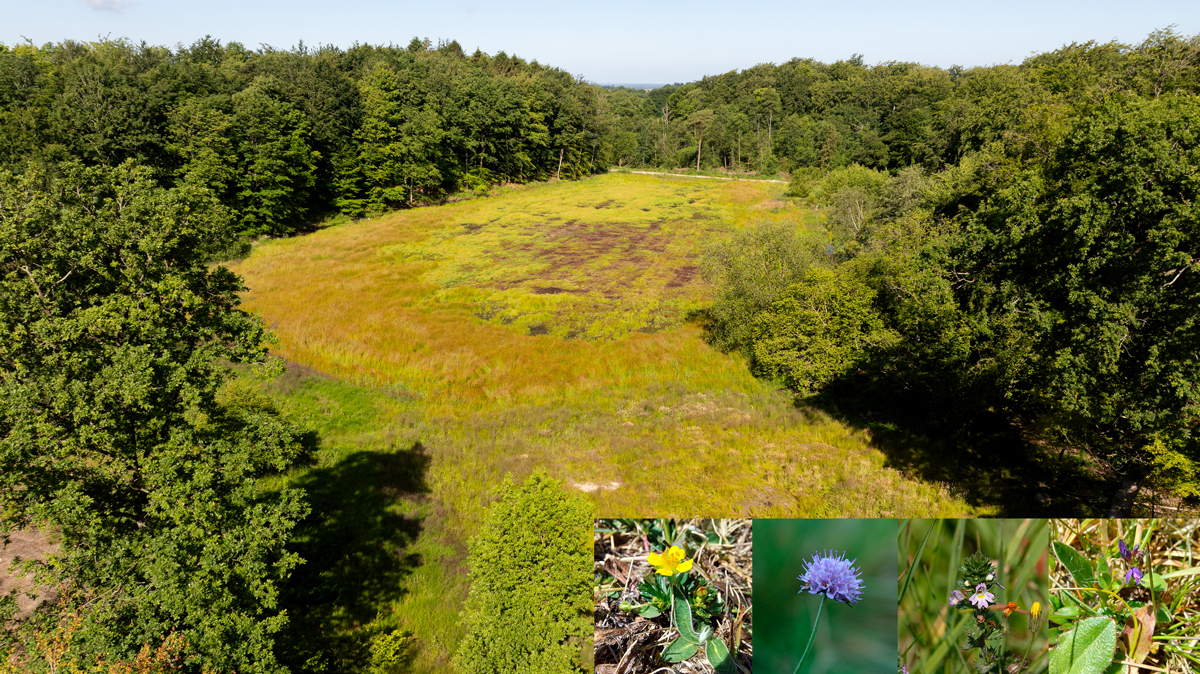 Lerbjerg-Skov. Foto: Jesper Edvardsen