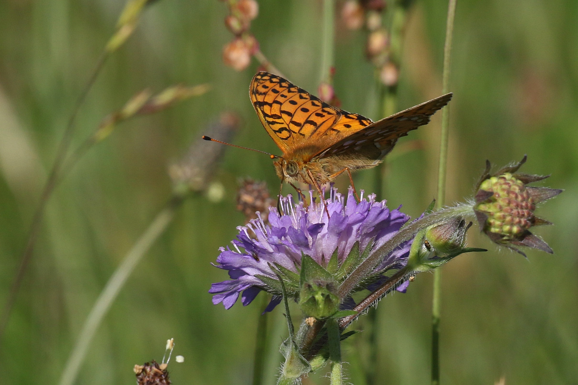 Markperlemorsommerfugl. Foto: Pia Odgaard