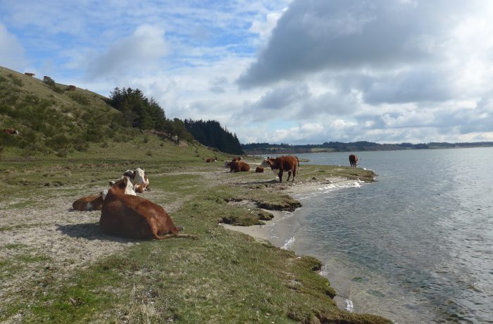 Karen Louise forvandler 34 ha marker til vildere natur på sin gård ved Skibsted Fjord i Thy.