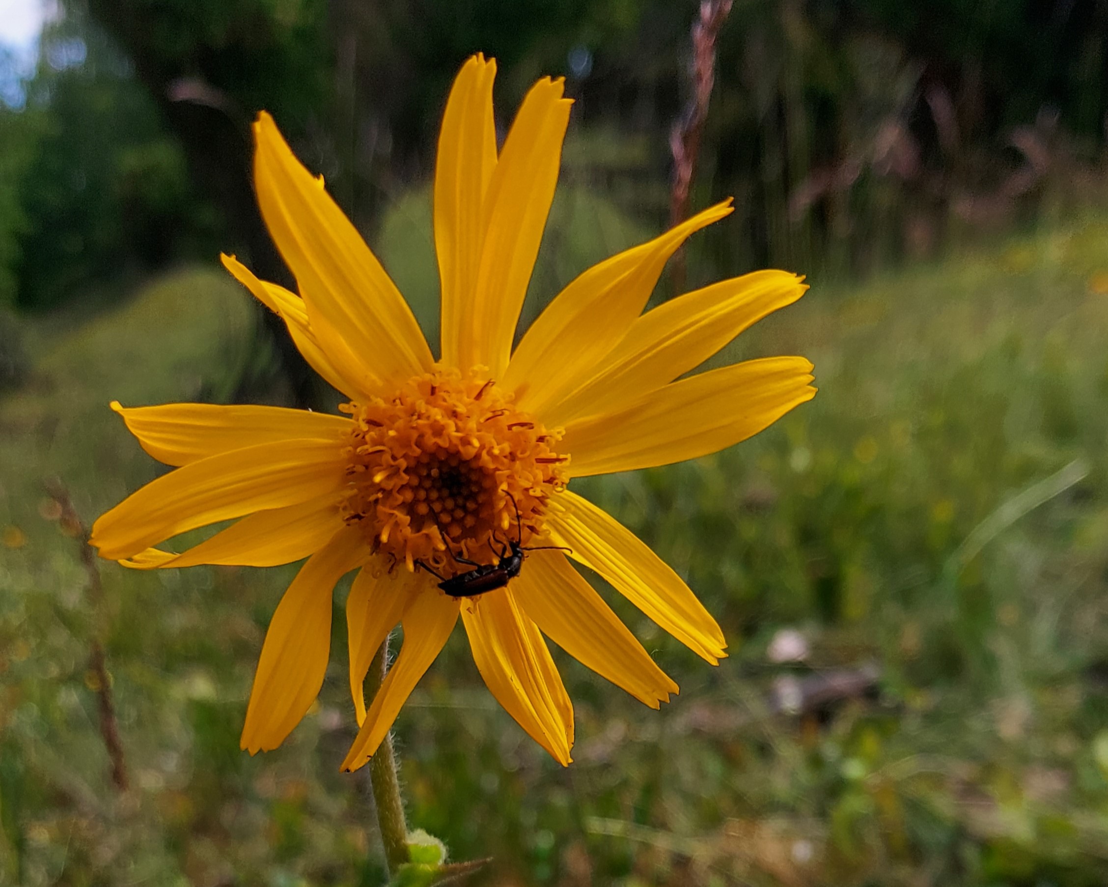 Guldblomme i Læsten Bakker.