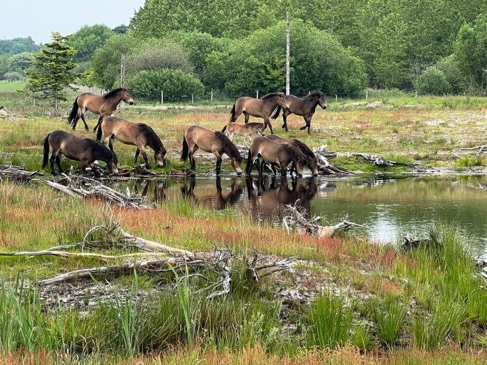 Biodiversiteten får bedre vilkår i Kragelund Mose i Sydjylland.