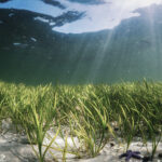 Havnaturfonden Foto Tim Dencker