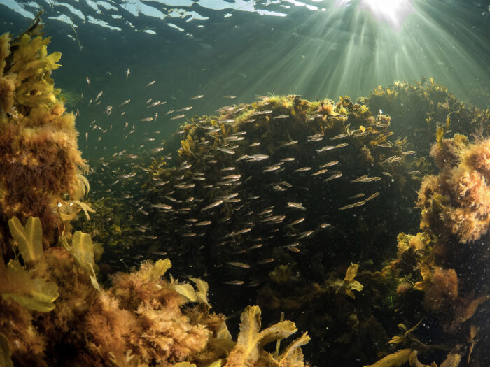 10.000 tons sten bliver til nye stenrev i Limfjorden. Her kommer flere ålegræsbede og større rev til gavn for den trængte biodiversitet ved kysten. Det udføres af Aalborg Kommune med støtte af Havnaturfonden og Naturfonden.