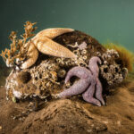 Havnaturfonden Foto Tim Dencker (3)