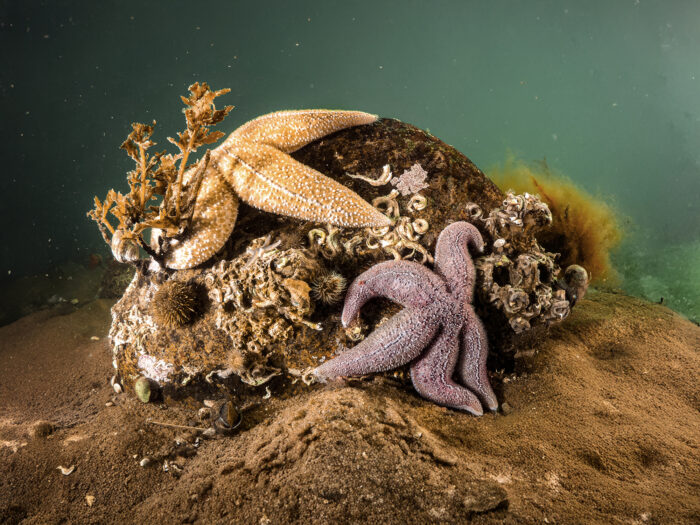 Engang var der rige rev og enge med ålegræs i Lillebælt ved Trelde Næs ved Fredericia. Revene er forsvundet som følge af stenfiskeri, ralsugning og muslingeskrab. Nu genoprettes revene til gavn for havets dyr og planter. Det udføres af Aalborg Kommune med støtte af Havnaturfonden og Naturfonden.