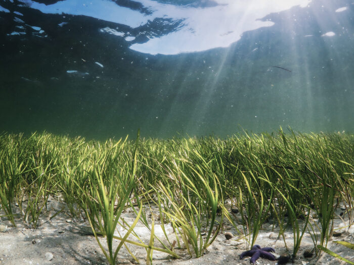 8000 tons stenrev lægges i Kattegat, og 15.000 ålegræsskud plantes for at give flere og bedre levesteder til dyr og planter. Det udføres af Frederikshavn Kommune med støtte af Havnaturfonden og Naturfonden.
