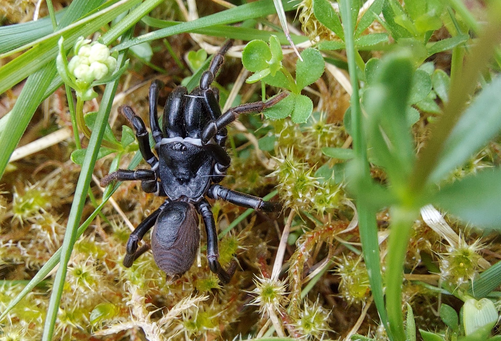 Nordlig fugleedderkop i Læsten Bakker
