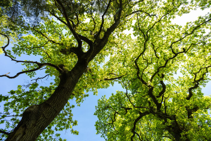 Naturfonden udvider i skovene ved Trelde Næs i Fredericia.