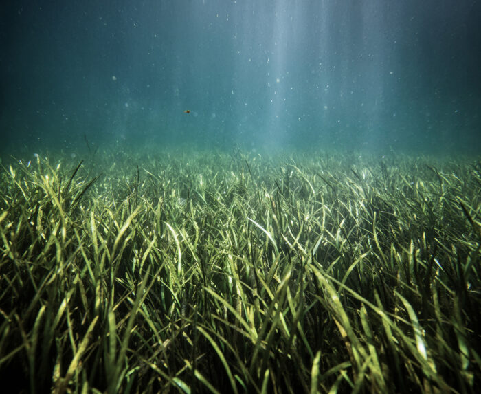 Truede fisk som ål, brakvandsgedde og mange andre af havets dyr og planter får flere steder at gyde og overleve, når 2000 sten lægges i vandet i Karrebæk Fjord og Dybsø Fjord. Det udføres af Næstved Kommune med støtte af Havnaturfonden og Naturfonden.