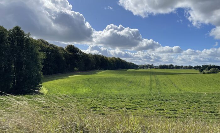 De store klit- og hedeområder i Thy og Han Herred er toppen af dansk natur. Et kæmpe landskab, hvor naturen nu får endnu mere plads. Ved Grønnestrand, som ligger i bunden af Jammerbugten, har Naturfonden opkøbt 145 ha jord af seks lokale ejere, så naturområdet nu vokser til ca. 800 ha.